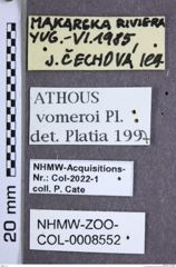 Etiketten zu Athous vomeroi (NHMW-ZOO-COL-0008552)